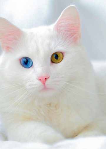 Pet socialization is critical to positive pet-human bonding and creating an all-around healthy environment