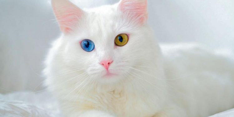 Pet socialization is critical to positive pet-human bonding and creating an all-around healthy environment