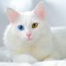 Pet socialization is critical to positive pet-human bonding and creating an all-around healthy environment