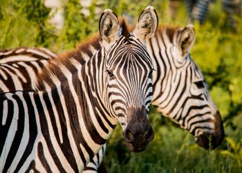 Tanzania Safari Itinerary + Four Seasons Serengeti Lodge Reviews