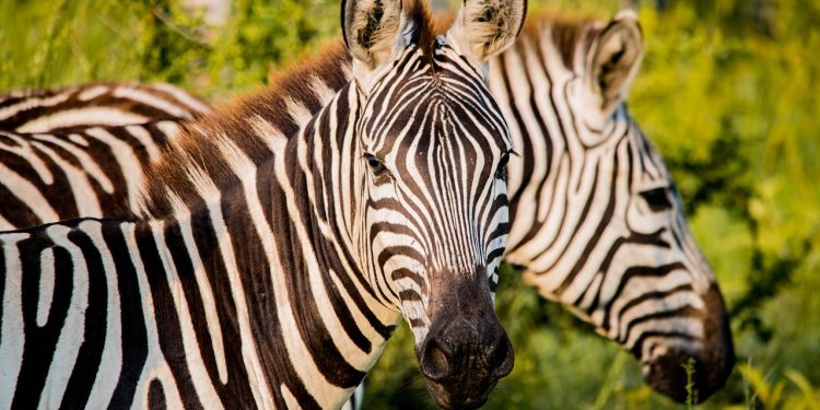 Tanzania Safari Itinerary + Four Seasons Serengeti Lodge Reviews